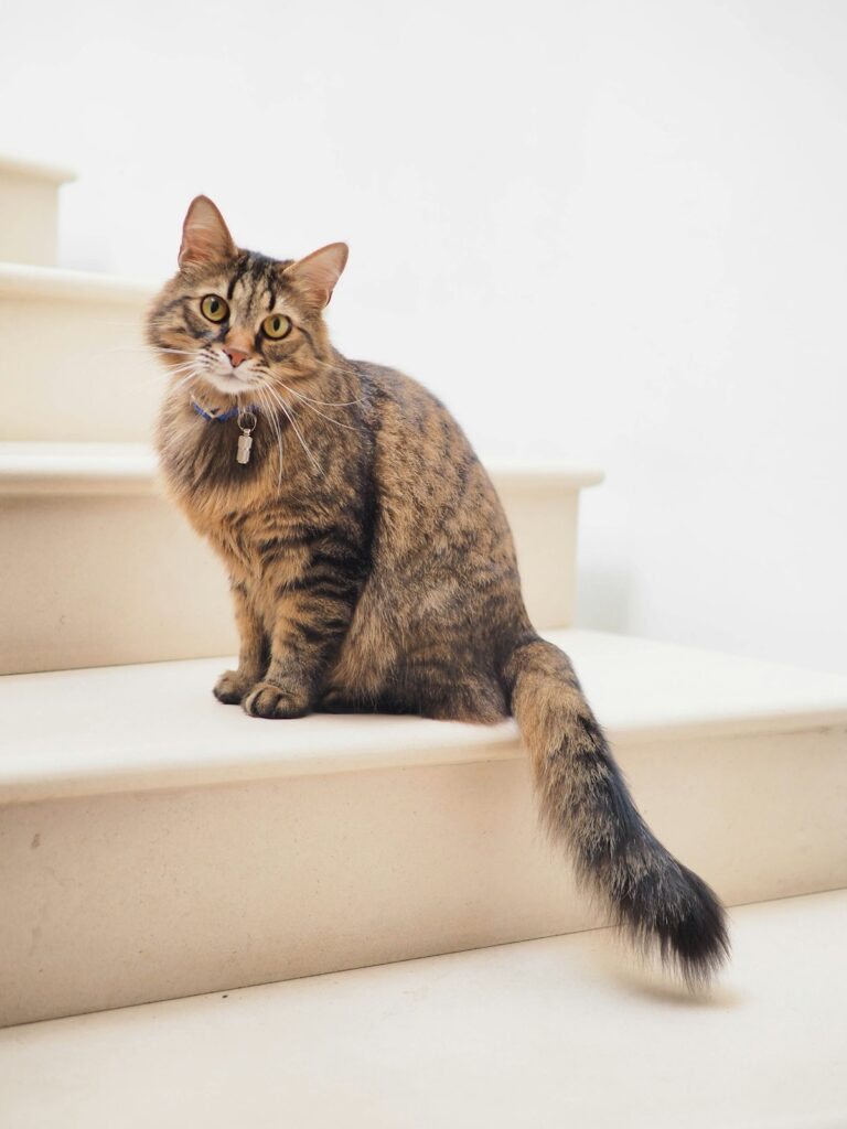 Gato tabby explorando uma escada em ambiente claro