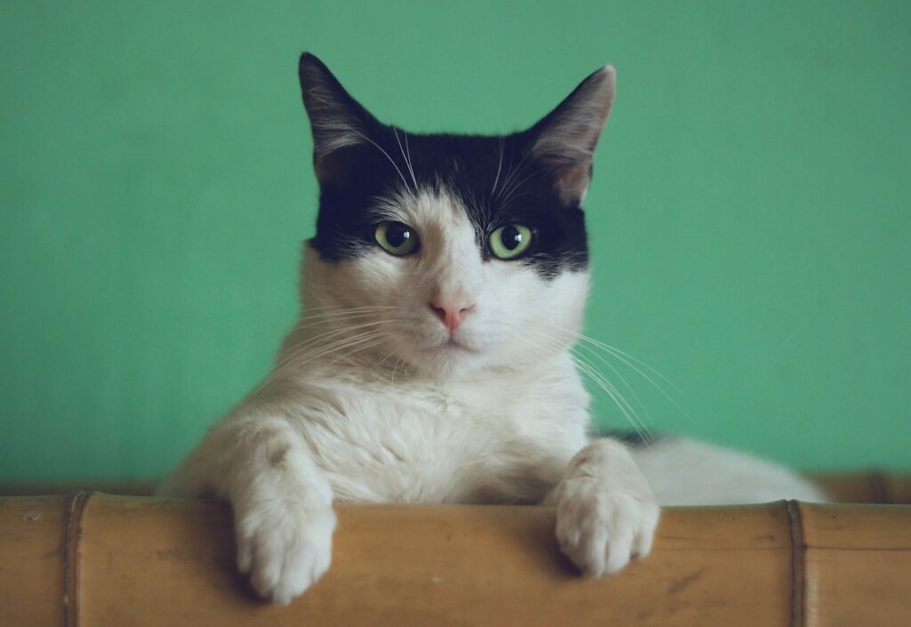 Gato preto e branco apoiado em uma superfície de madeira, olhando para a câmera